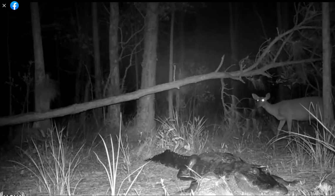 Twenty seconds of trail camera footage is giving viewers chills on social media, after it caught the moment a deer realized it was about to step on a sleeping alligator.