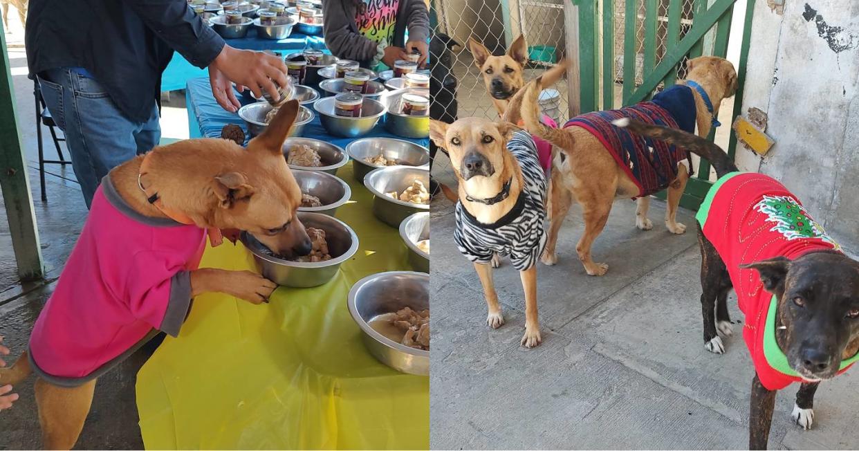 Organización realizó una posada para los perros que buscan un hogar. Foto: Facebook vía Ayudar x Ayudar - Rescatistas Unidos