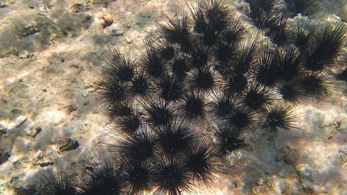 Un grupo de erizos de mar negros encima de una roca en el Mar Rojo.