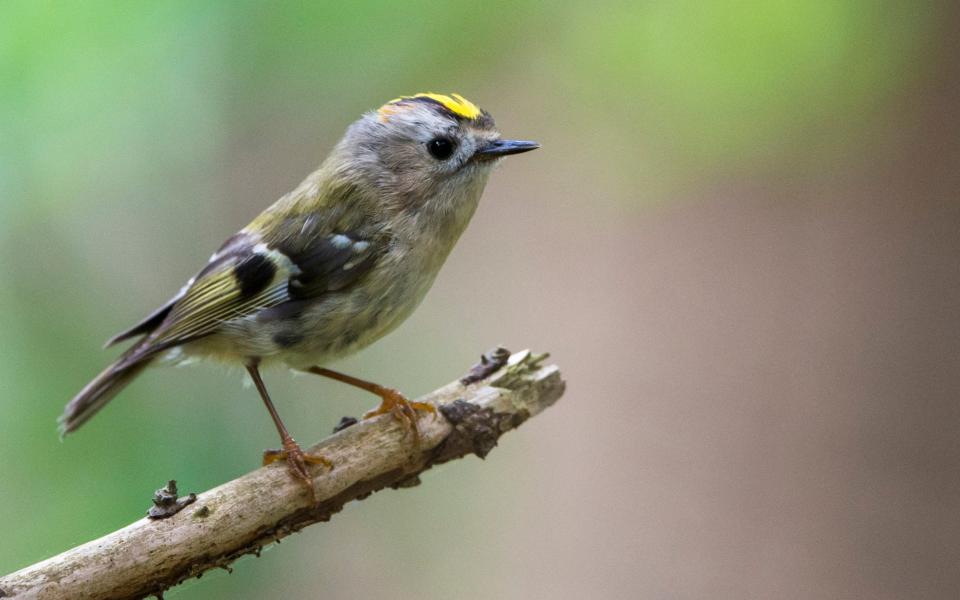 The goldcrest is thought to have done well  - Getty Images Contributor