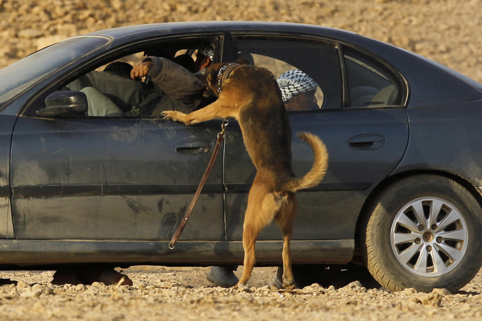 A military dog attacks a simulated opponent in a car during a combat skills demonstration by graduating soldiers from the Saudi special forces at a base near Riyadh