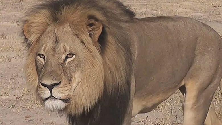 Cecil lion slaying: Public rage 'embarrassing,' says Manitoba hunting group