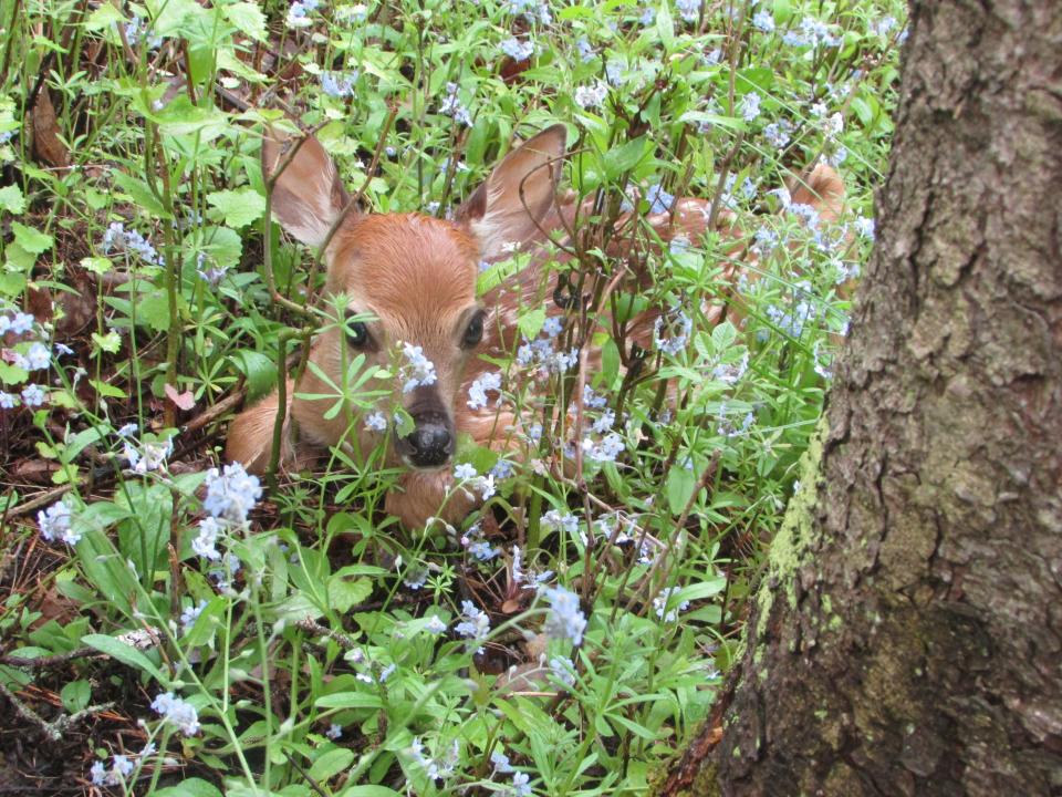 A fawn sits well-camouflaged in forget-me-not flowers.