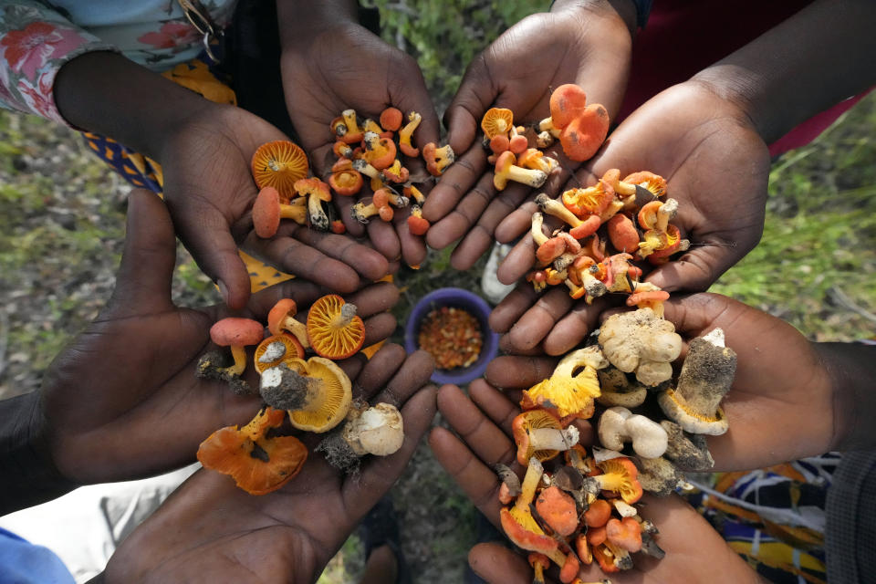 Women and men show some of the wild mushrooms they picked from a forest on the outskirts of Harare, Friday, Feb, 24, 2023. Zimbabwe’s rainy season brings a bonanza of wild mushrooms, which many rural families feast upon and sell to boost their incomes. Rich in protein, antioxidants and fiber, wild mushrooms are a revered delicacy and income earner in Zimbabwe, where food and formal jobs are scarce for many. (AP Photo/Tsvangirayi Mukwazhi)