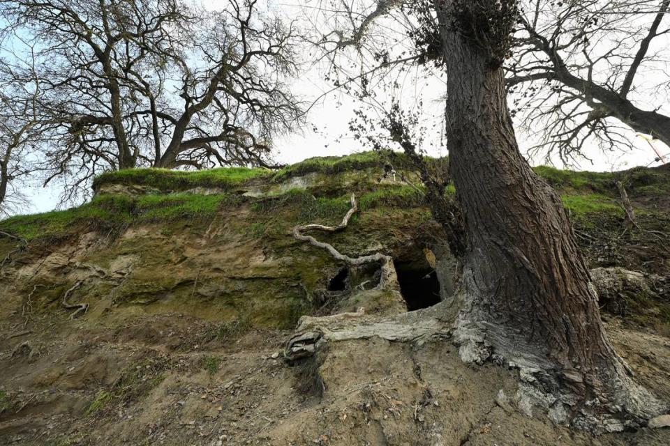 Homeless people have been digging elaborate caves into the bank of the Tuolumne River along Crater Avenue in Modesto on Tuesday, Jan. 30.