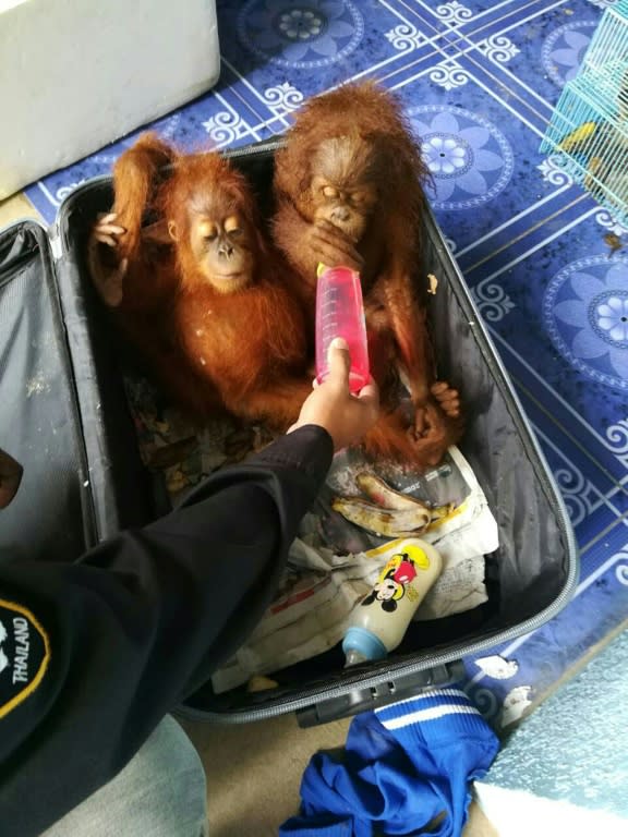 The seized animals, including orangutans, were packed into suitcases and plastic boxes