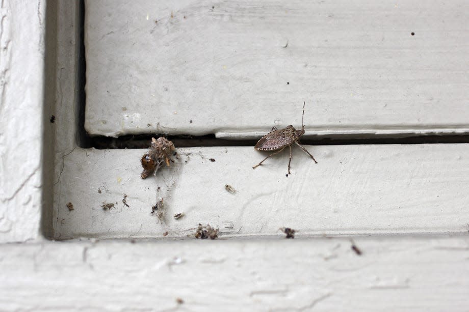 Stink bugs will seek out any crack or crevice in walls and doors to come inside.