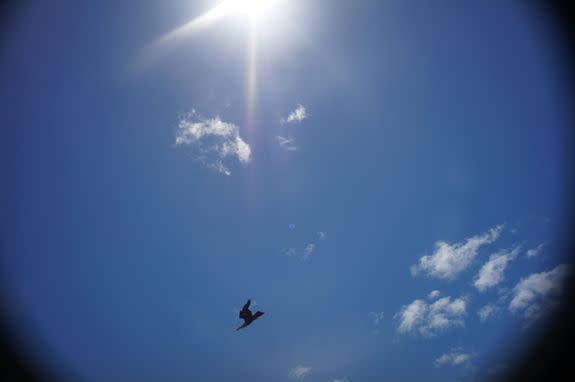 An eagle photographed by Steven's UAV, presumably before it was dive-bombed.