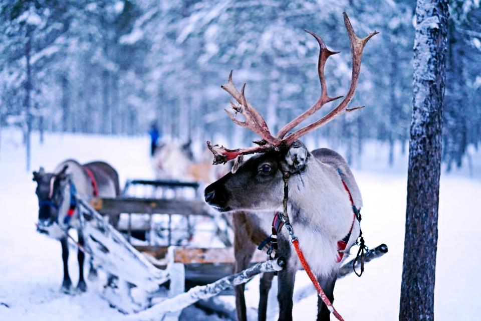 <p>Position your computer just right, and it'll almost look like this reindeer is in the room with you.</p> <p><a href="http://media1.popsugar-assets.com/files/2021/11/30/953/n/1922507/182cc537bc00ae26_norman-tsui-KBKHXjhVQVM-unsplash/i/Reindeer-Zoom-Background.jpg" class="link rapid-noclick-resp" rel="nofollow noopener" target="_blank" data-ylk="slk:Download Zoom background image here">Download Zoom background image here</a>.<br></p>