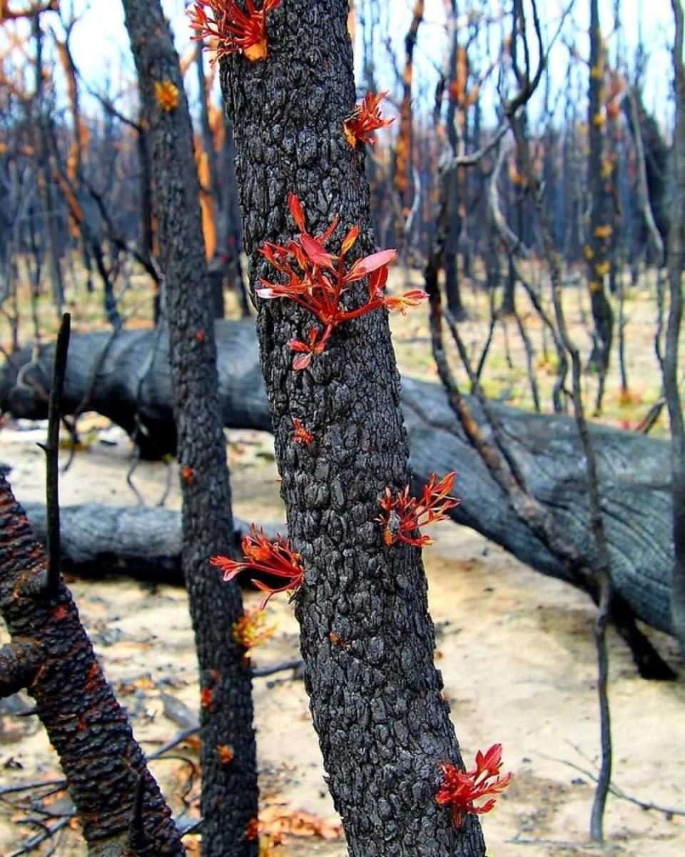 Incendios de Australia: la vida se abre paso entre las cenizas