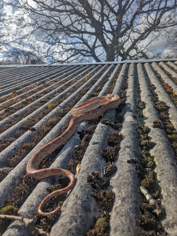 <p>RSPCA</p> Agnus the corn snake on the garage roof where RSPCA inspector John Lawson found her