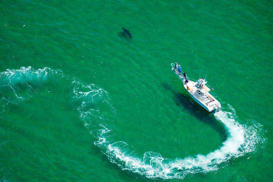 TOPSHOT - An Atlantic White Shark Conservancy boat and crew work to tag a Great White Shark in the waters off the shore in Cape Cod, Massachusetts on July 13, 2019. - Three Cape Cod beaches were temporarily closed to swimming July 13, 2019 after great white sharks were spotted as close as 150 feet offshore, according to the Atlantic White Shark Conservancy. (Photo by Joseph Prezioso / AFP)JOSEPH PREZIOSO/AFP/Getty Images ORIG FILE ID: AFP_1IR00A