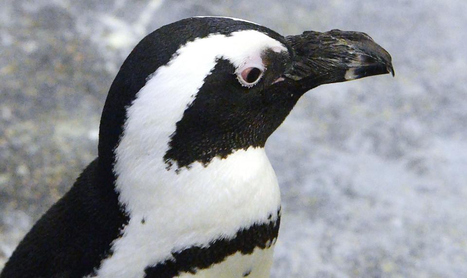 A penguin at the Erie Zoo waits for lunch on April 8, 2022. Avian influenza, commonly known as bird flu, has reached northwestern Pennsylvania and is a concern for hunters, birders, farmers and zoos. Erie Zoo officials are taking steps to prevent the virus from spreading to its collection of birds, which include penguins, chickens, four types of African birds, a turkey, a macaw and an owl.