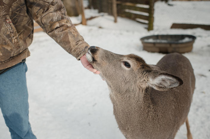 A white-tailed deer at the Penn State Deer Research Center in State College, Feb. 2, 2022.  (Hannah Yoon/The New York Times)