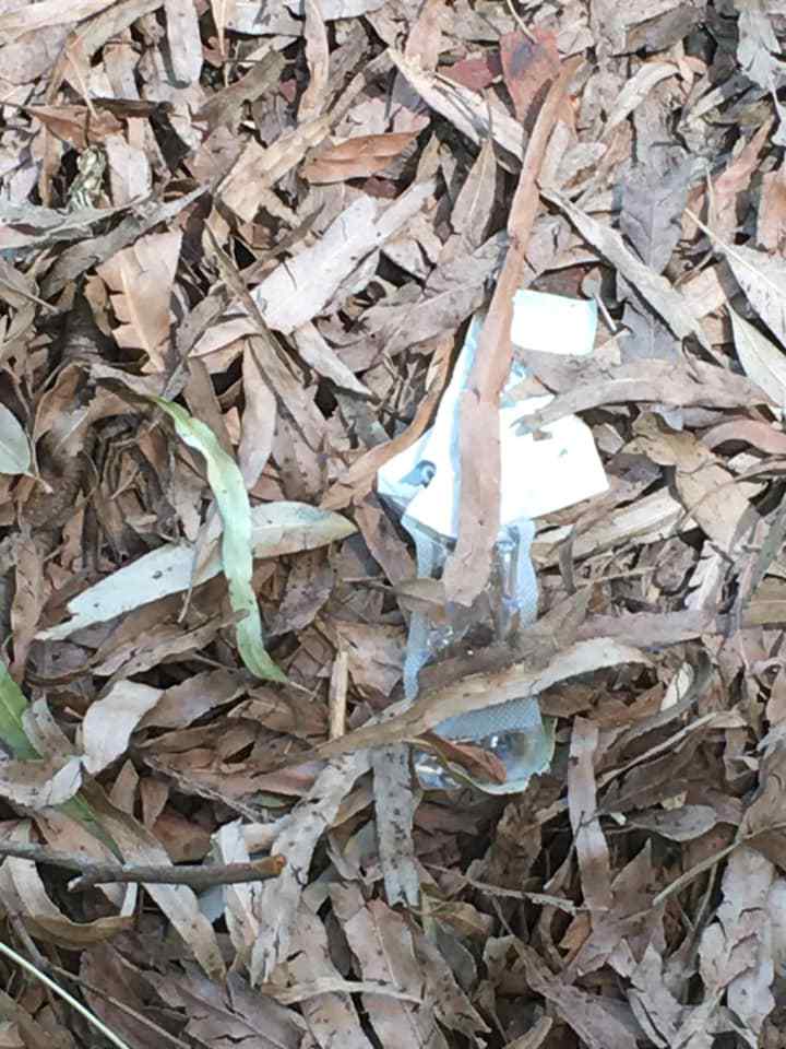 Pictured is the empty syringe packed under leaves near a Leichhardt sandpit. 