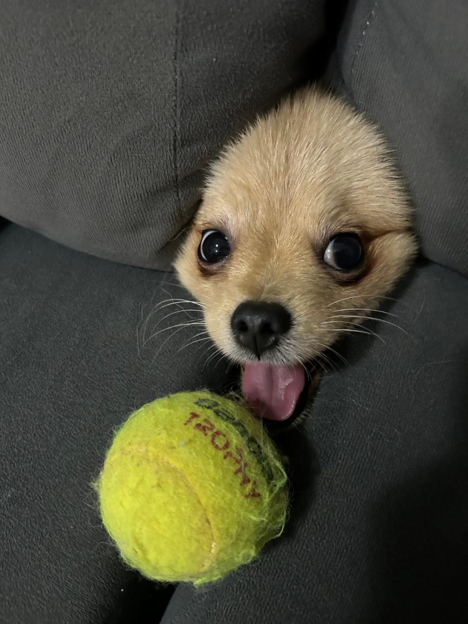 A dog sticks its head out of couch cushions and licks a tennis ball
