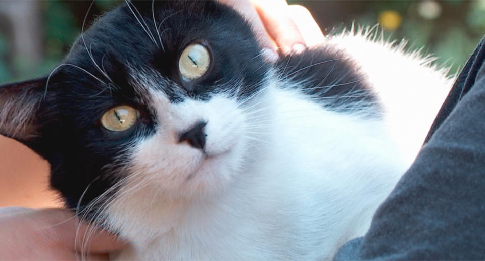 The Gobel family assumed the dead black-and-white cat they found near their property on Thursday was their pet. Source: KUTV