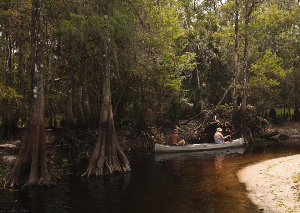 Richard and Kathy Bailey, on vacation from Maine, canoe Fisheating Creek on Thursday. ?This is the driest I?ve seen it in the six years we have been coming here,? Richard Bailey said.
Richard and Kathy Bailey, on vacation from Maine canoe Fisheating Creek on Thursday 4/20/2017. Lack of rain has dried up the creek in some areas.  The creek is a tributary of Lake Okeechobee, which is below 12 feet at this time. This is the driest season in nine years. Richard said “This is the driest I’ve seen it in the six years we have been coming here.”