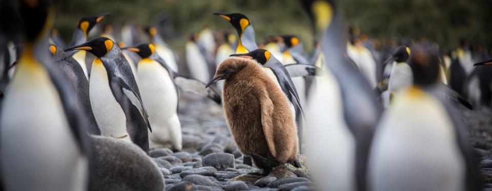 Penguin chicks start out as little fluffballs.