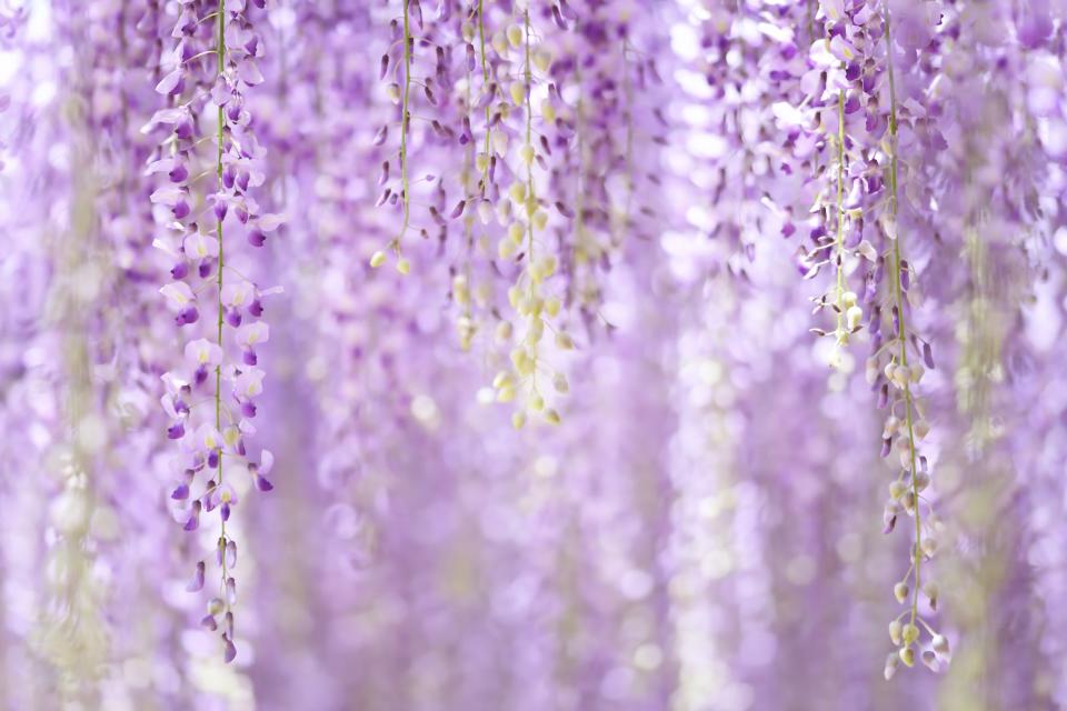 A close up of purple wisteria flowers