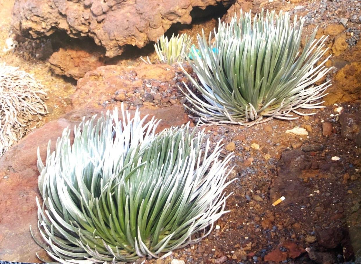 Rare and unusual silversword plants grow at elevations of 2 miles on the tops of Hawaiian volcanoes. [Photo courtesy Carolyn Gibbons]