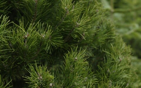 Lodgepole pine Christmas tree - Credit: &nbsp;Andrew Crowley