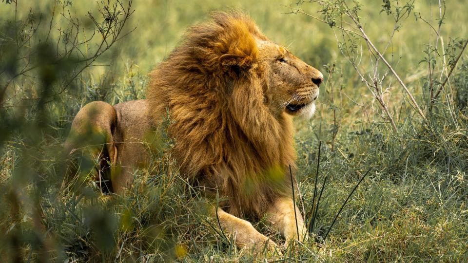 Lion walking through grassland