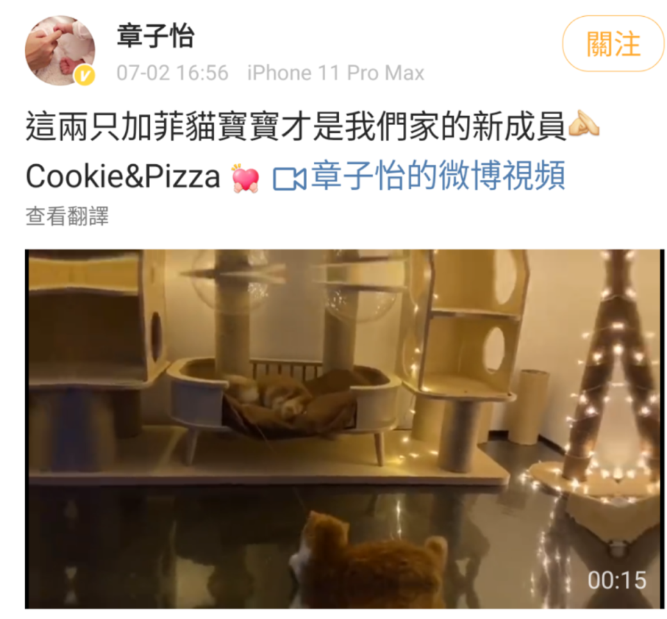 章子怡在微博貼出愛貓影片，表示牠們才是家中新成員，否認懷孕。（翻攝自章子怡微博）