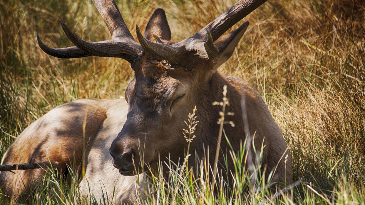  Bull elk resting in the sun at Estes Park, Colorado. 