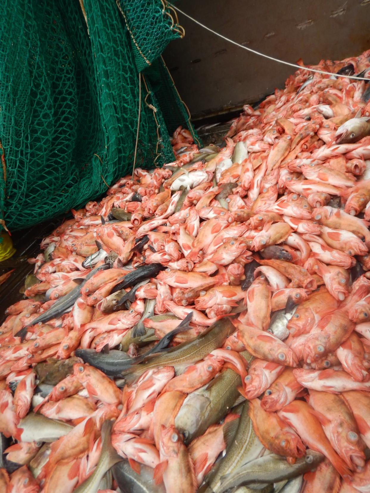 The federal government has announced how it will allocate fishing access to the  redfish population in the Gulf of St. Lawrence. (Submitted by Marine Institute - image credit)