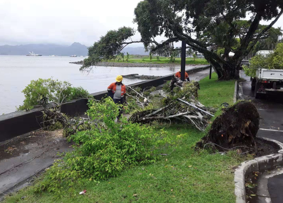 A tree lying on the ground after being knocked down in Fiji's capital of Suva.