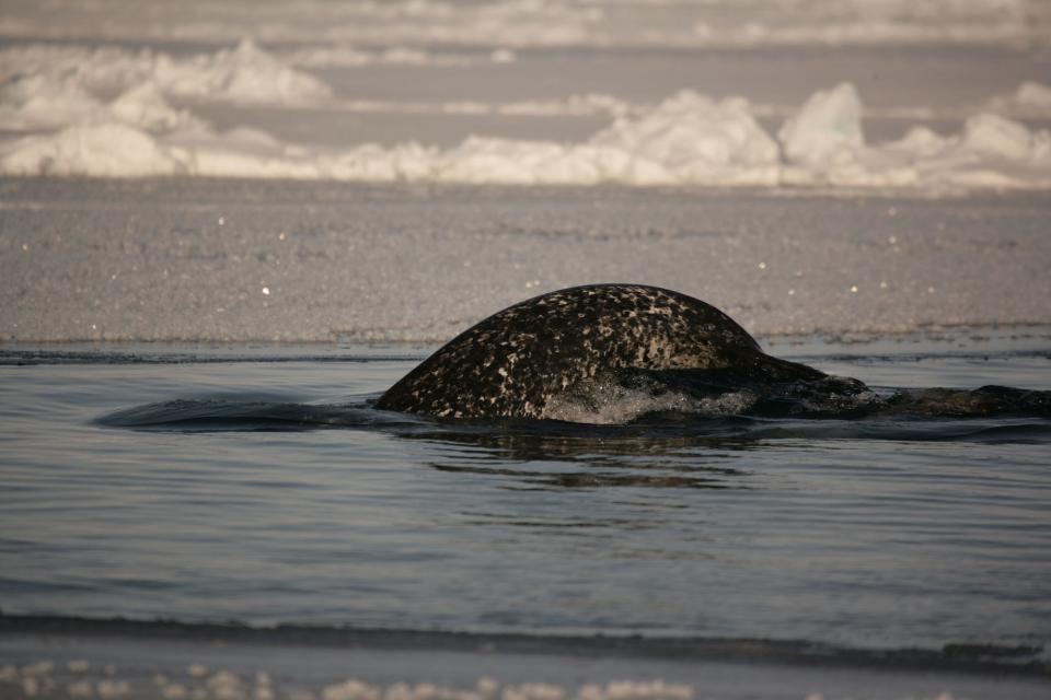 Narwhal in a lead in the pack ice.