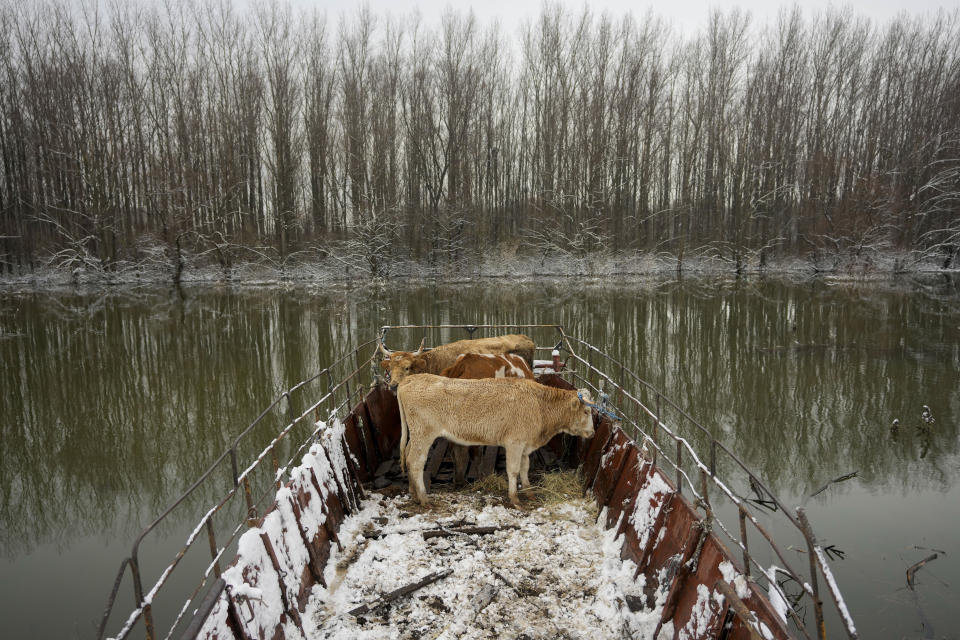 Cows stand on the barge on the bank of a flooded river island Krcedinska ada on Danube river, 50 kilometers north-west of Belgrade, Serbia, Tuesday, Jan. 9, 2024. After being trapped for days by high waters on the river island people evacuating cows and horses. (AP Photo/Darko Vojinovic)