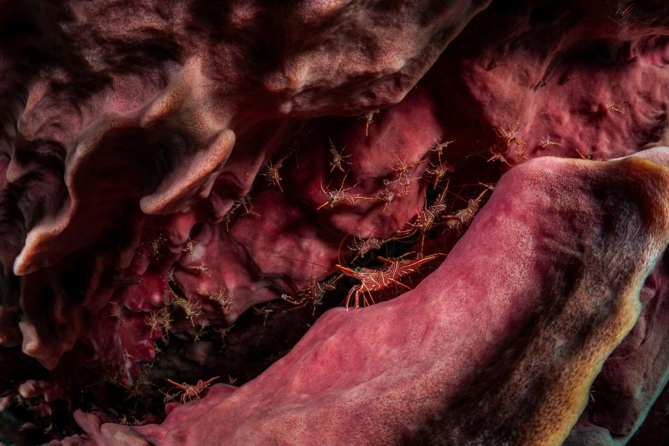 A hingebeak shrimp colony in the hollow of a barrel sponge.