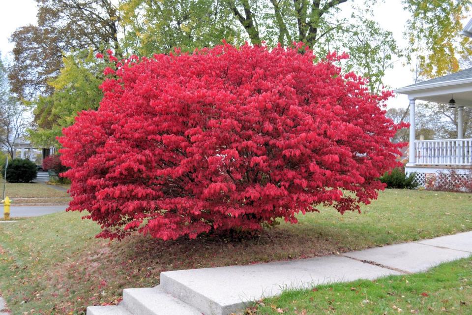 Large burning bush in full autumn bloom