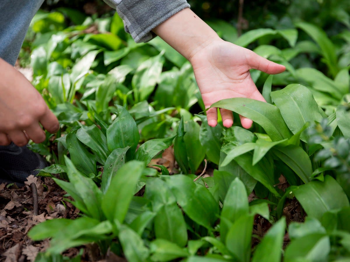 Nature has an array of (free) ingredients to offer savvy home cooks  (Getty)