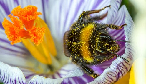 <span class="caption">A buff tailed bumble bee emerges from a crocus covered in pollen.</span> <span class="attribution"><a class="link " href="https://www.shutterstock.com/image-photo/bufftailed-bumblebee-emerging-crocus-flower-covered-380889922?src=TokO2JhfNy3euVbLgPkd8g-1-0" rel="nofollow noopener" target="_blank" data-ylk="slk:thatmacroguy/Shutterstock;elm:context_link;itc:0;sec:content-canvas">thatmacroguy/Shutterstock</a></span>