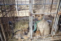 <p>In this image released on Tuesday, Jan. 6, 2015, in December 2014, Humane Society International visited a farm in Ilsan, South Korea, where dogs were being raised for the dog meat trade. HSI worked with the farmer and secured an agreement with him to stop raising dogs for food and move permanently to growing crops as a more humane way to make a living. HSI, the international affiliate of The Humane Society of the United States, is working to reduce the dog meat trade in Asia, including South Korea, where dogs are farmed for the industry. HSI plans to work with more South Korean dog meat farmers to help them transition out of this cruel business. In this image, a mother dog sits in a cage with her puppies at the farm. The dogs on South Korean farms live their entire lives in cages with little attention from the farmers, even for food and water. Additionally, animal protection laws there are routinely ignored in the trade such as killing dogs in front of other dogs. Their suffering is endless. (Manchul Kim/AP Images for Humane Society International) </p>