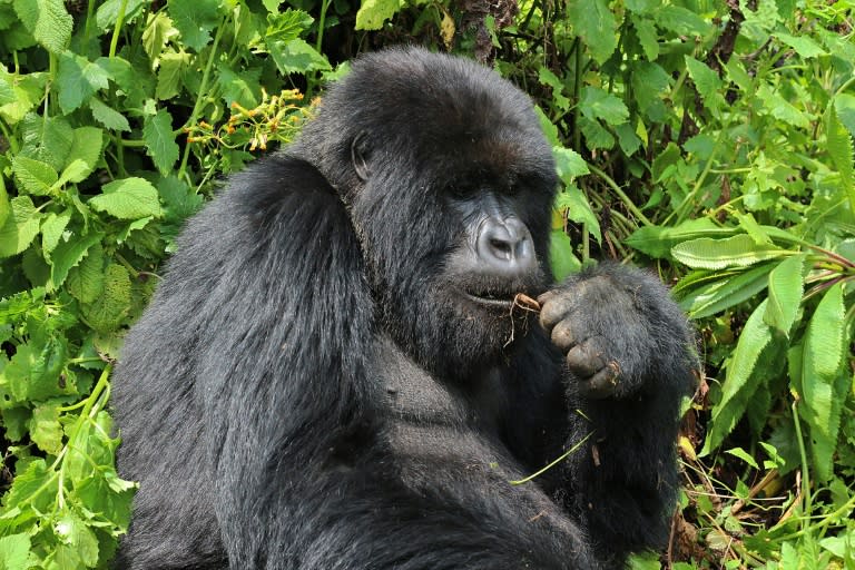 One of the mountain gorilla at the Volcanoes National Park, Rwanda's main tourism attraction. By raising the prices of permits to see the gorillas, the east African nation is seeking boost conersation and put itself at the luxury end of the market