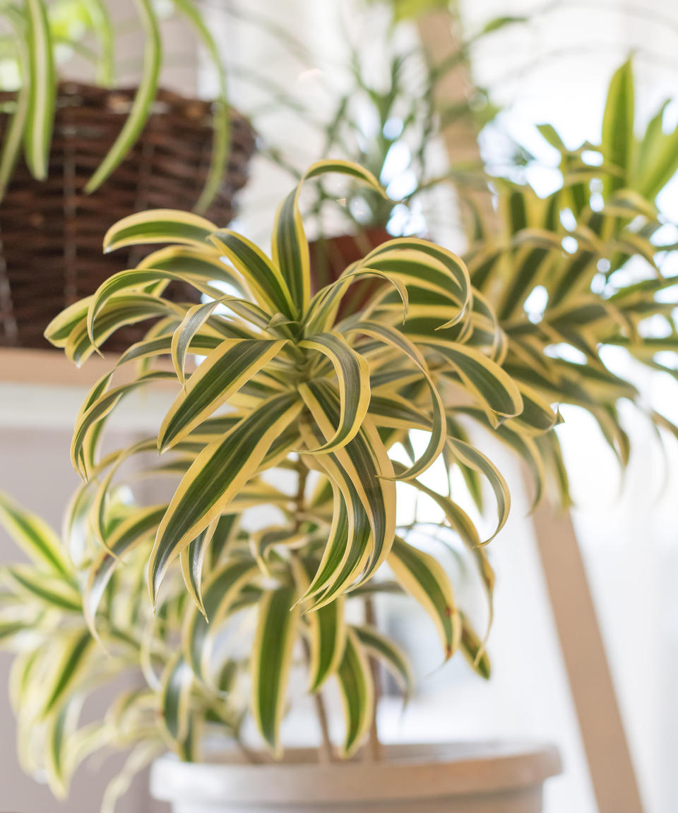 3. Spider Plant (Chlorophytum comosum)