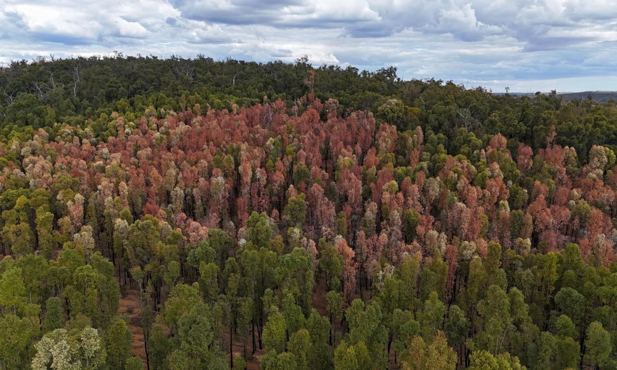 <span>Stressed and dying jarrah forest north of Jarrahdale, Western Australia. The top left shows the stress propagating through the forest from bronze to yellow to healthy.</span><span>Photograph: Joe Fontaine</span>