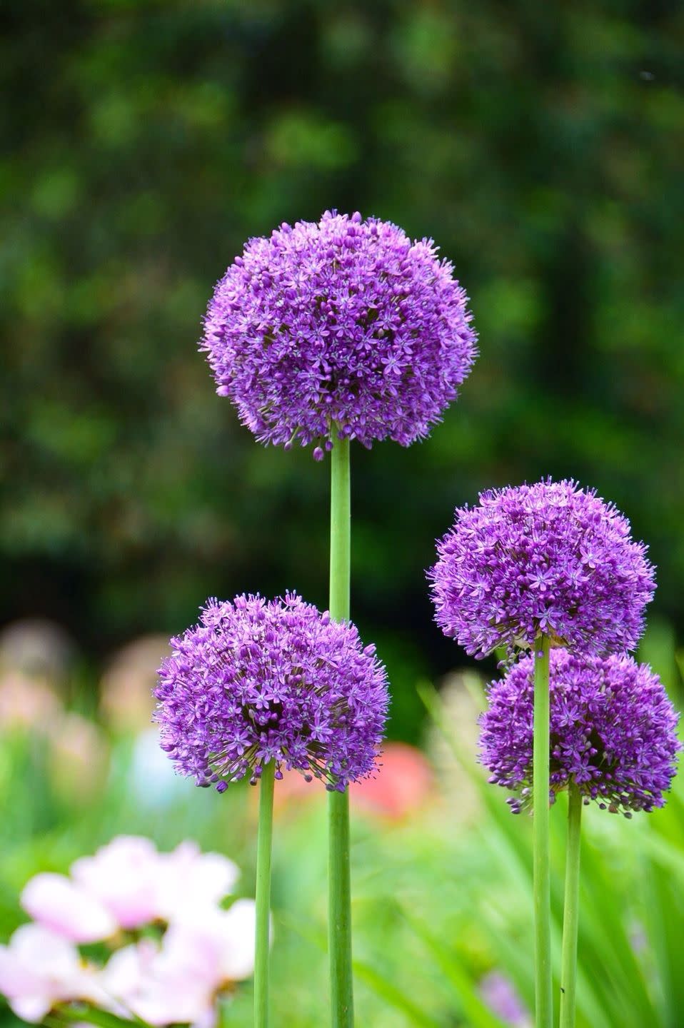 close up of fresh purple allium flowers blooming in garden