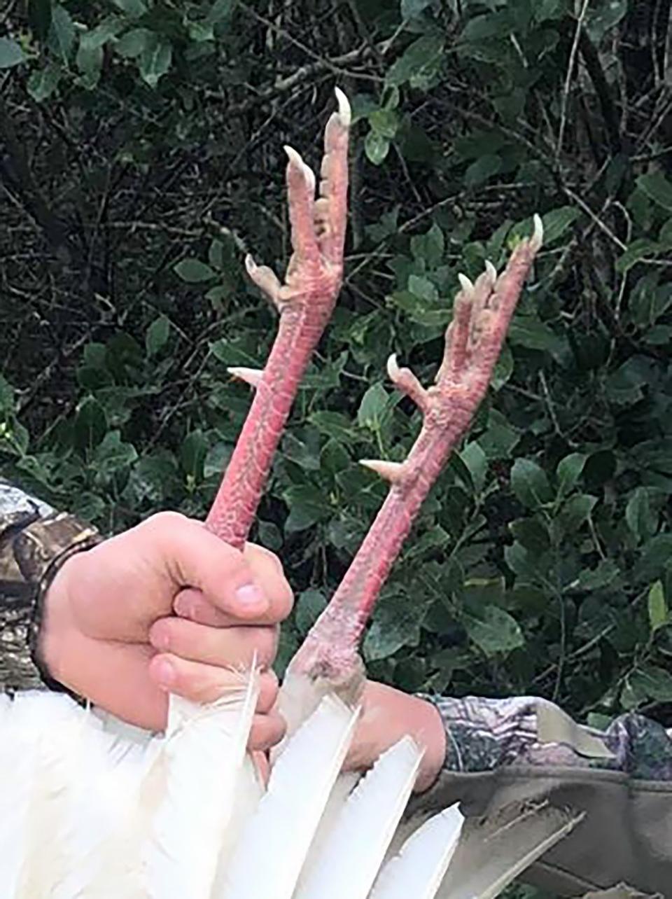 The turkey's beard was black, but its spurs and nails were white. Experts say the animal is 'exceptionally rare.'