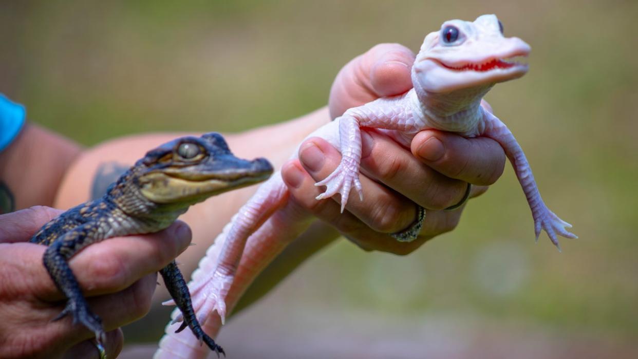 <div>Mystic the white leucistic alligator and her brother, Mayhem, are now in display to the public for the first time at Gatorland in Orlando. (Photo: Gatorland)</div>
