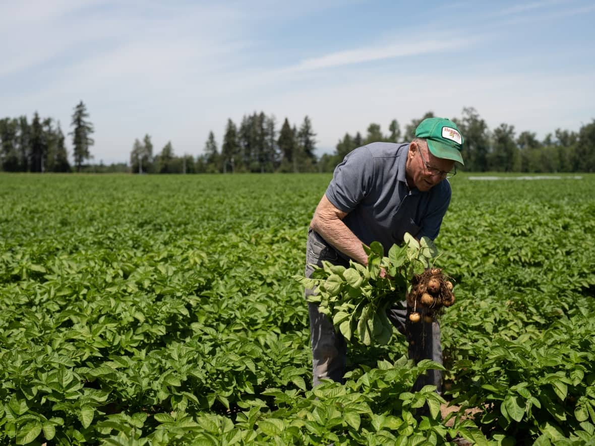 Ron Heppell pulls potatoes out of the ground on Campbell Heights farmland in Surrey. The city has decided to throw its support behind adding the land to the province's Agricultural Land Reserve. (Maggie MacPherson/CBC - image credit)