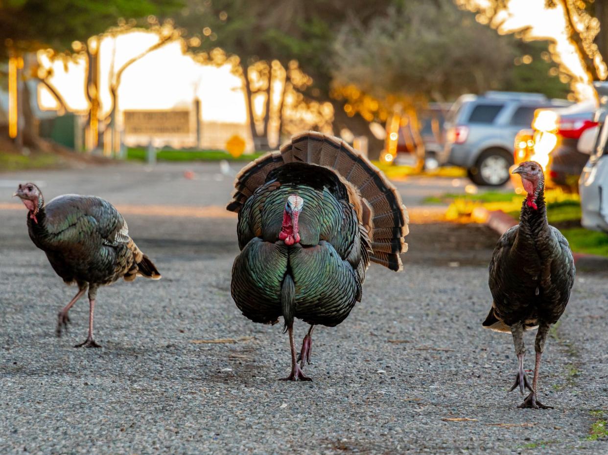 Wild Turkeys walking down the streets in Berkeley, Ca. in the early morning as the large male escorts the females with know worries of capture