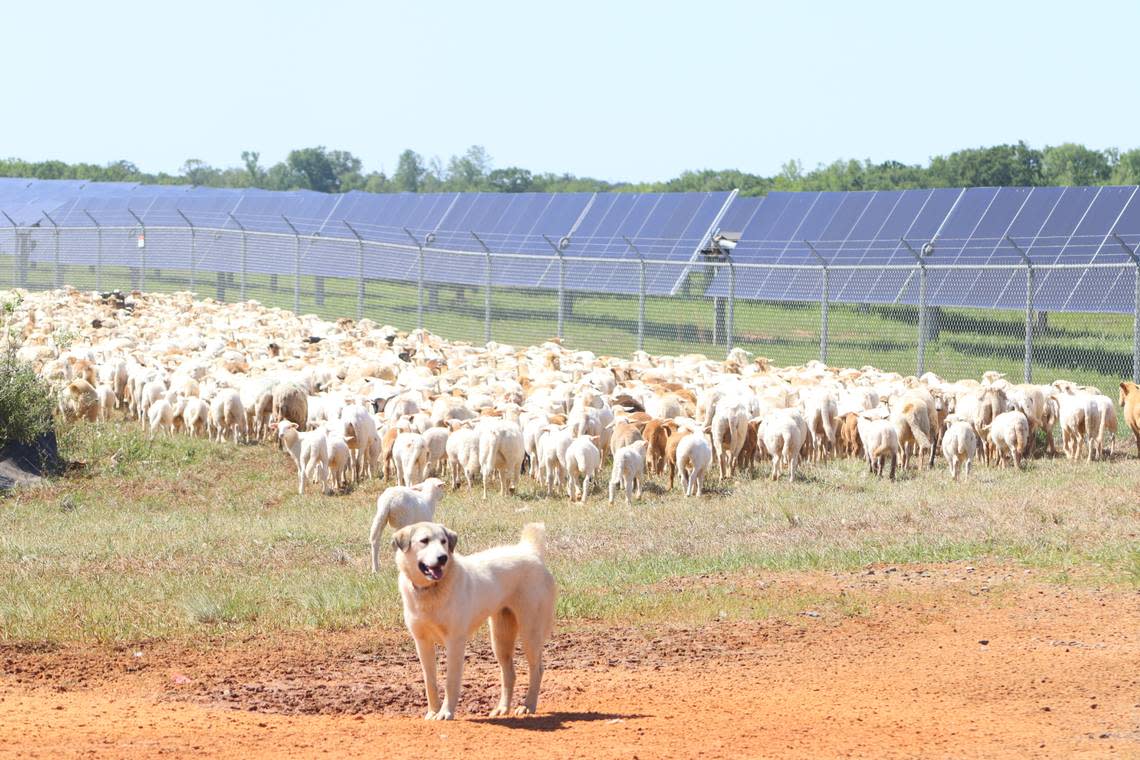 A Great Pyrenees guards his flock of 900 sheep at the Houston Solar project in Houston County, Georgia. Silicon Ranch has dozens of shepherds throughout the state that work to manage the sheep along with the dogs. 4/12/24