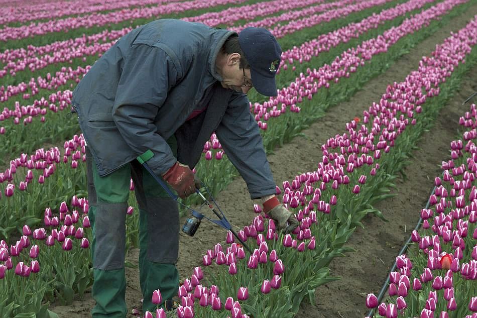 Tulips