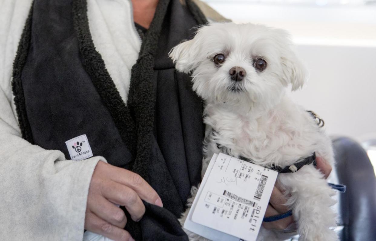 Pet travel is set to become even more complicated: Getty Images