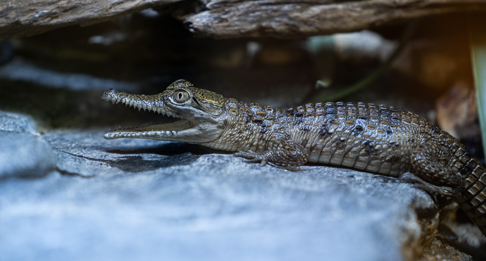 Crocodile numbers have significantly increased since the 1970s. Source: Getty